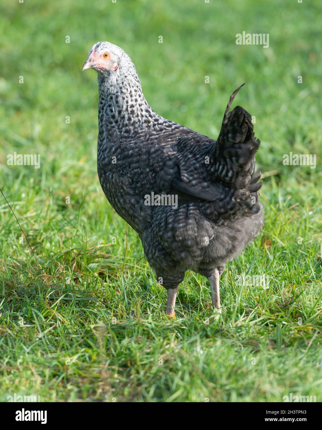 gallina ibrida marsbar Foto Stock