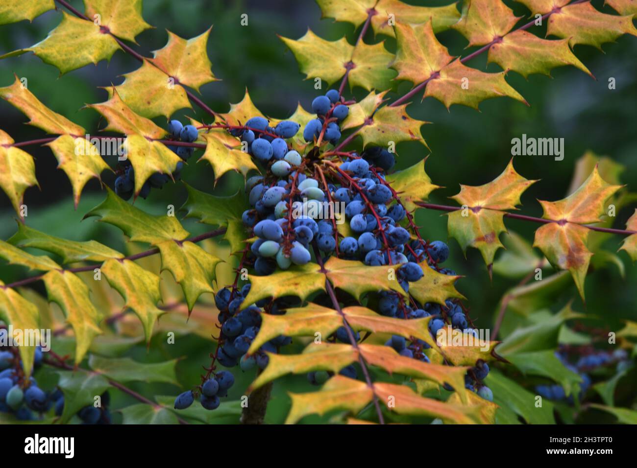 Mahonia Foto Stock