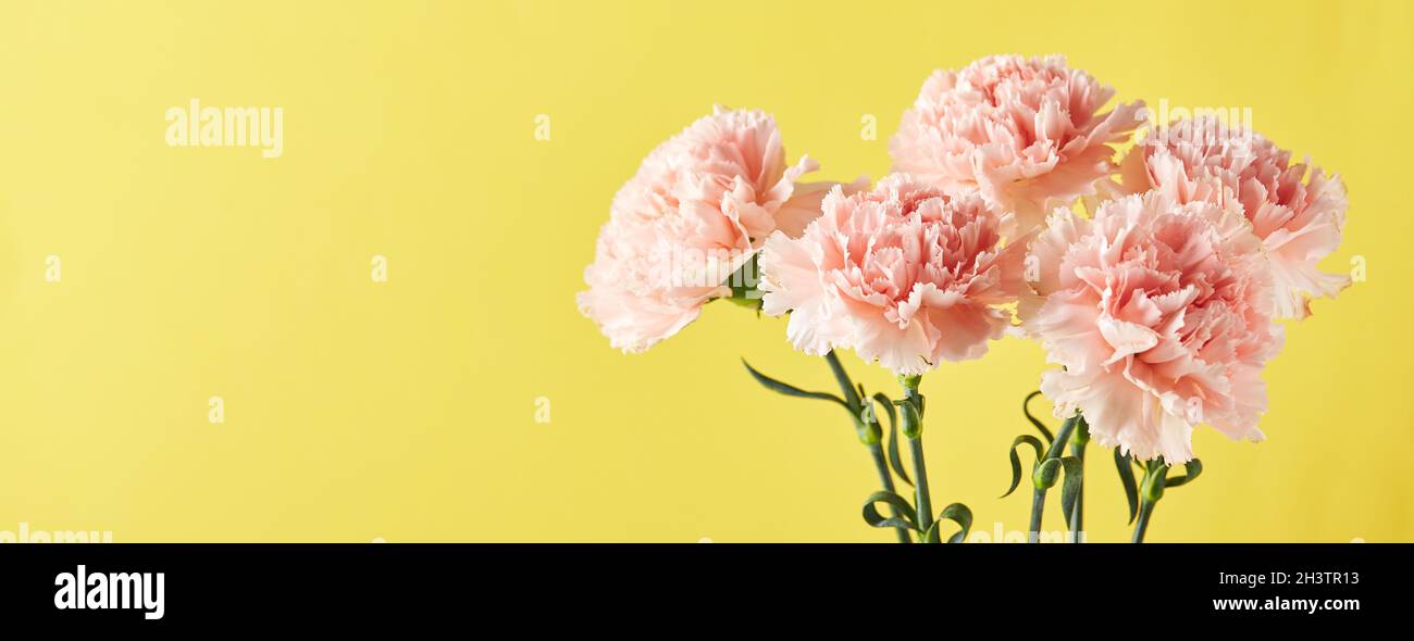 Bouquet di garofani rosa. Design concetto di saluto vacanza con bouquet garofano su sfondo giallo Foto Stock