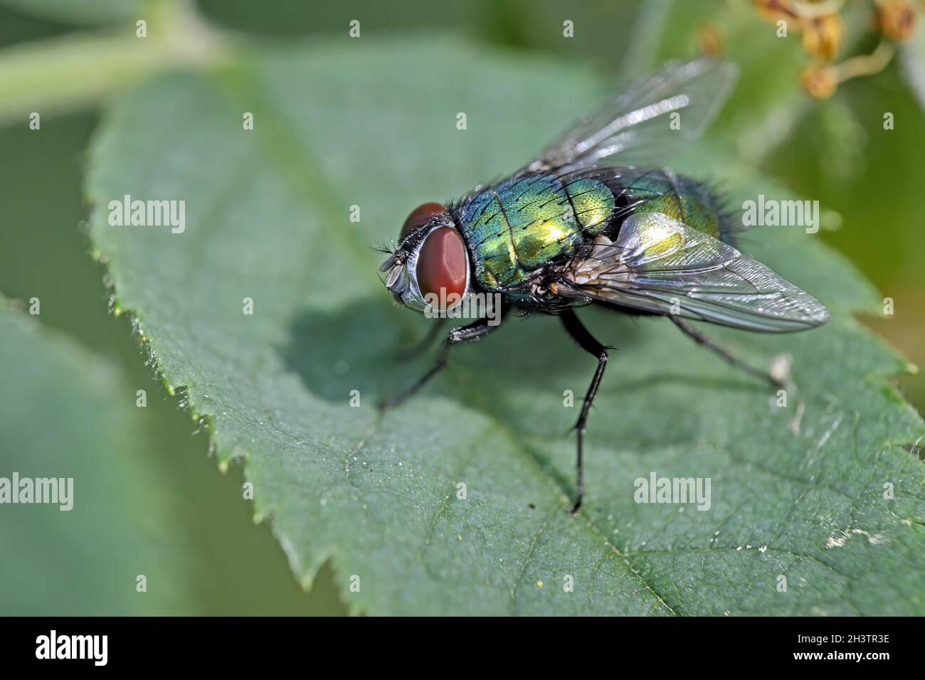 Goldfly (Lucilia sericata). Foto Stock