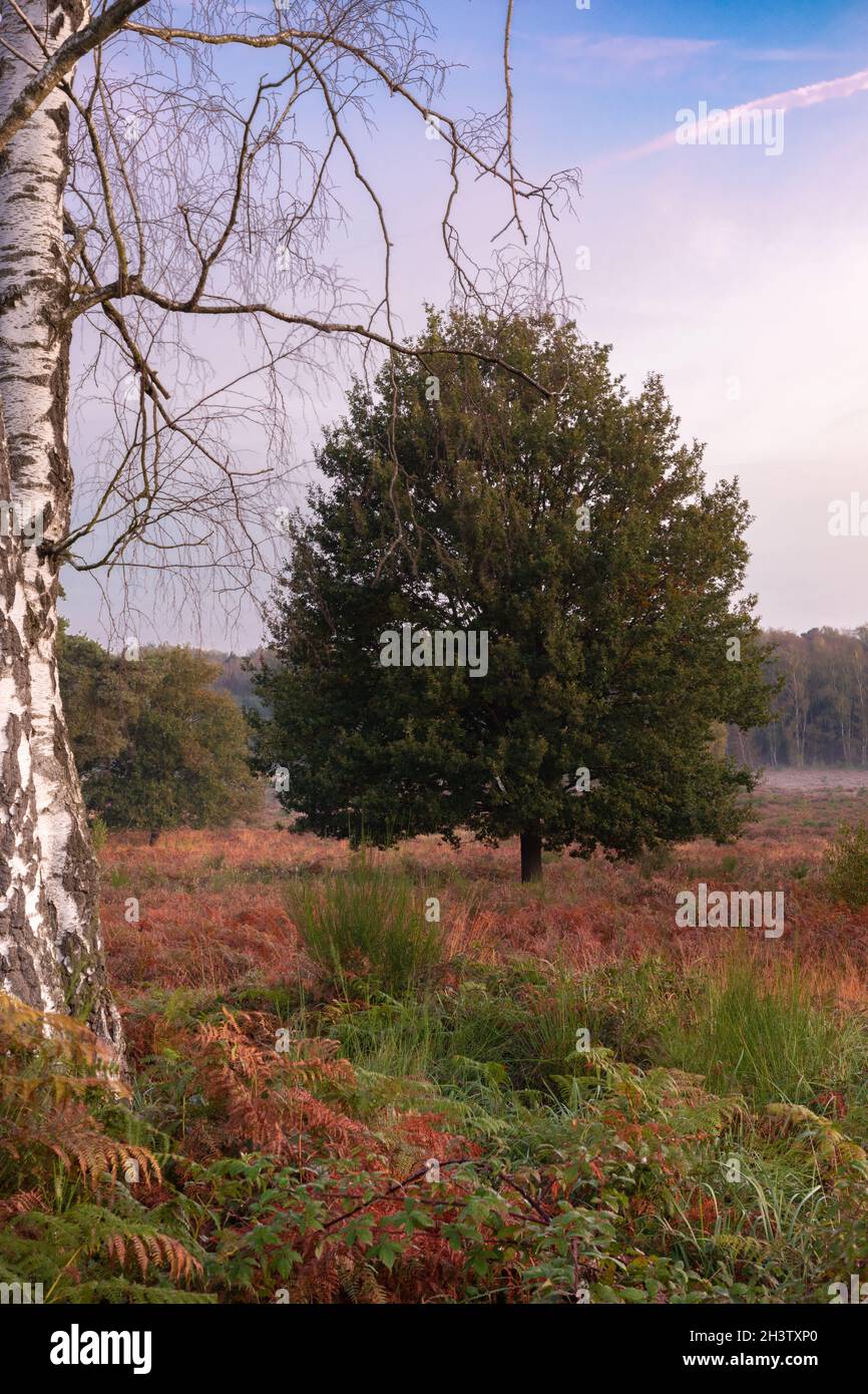 Wahner Heide paesaggio vicino a Troisdorf , mattina presto a Oktober. Foto Stock