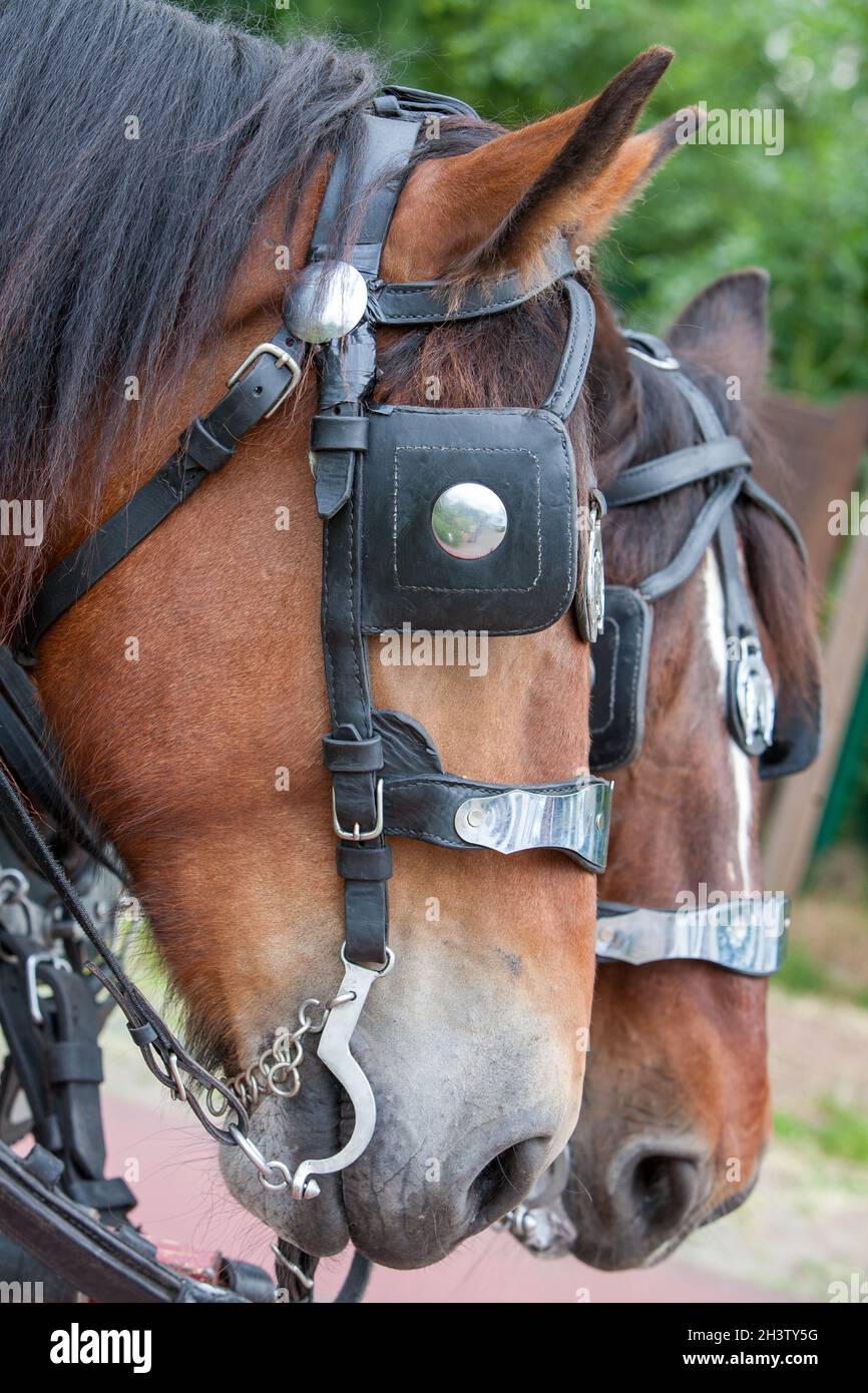 Cavallo in un'imbracatura in attesa del cavaliere Foto Stock