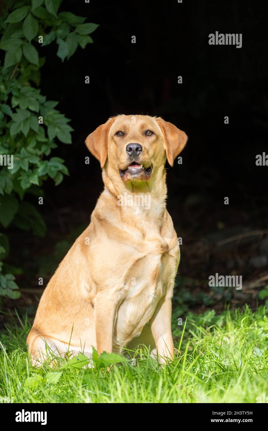 Primo piano immagine di labrador retriever marrone dorato, seduto su erba verde in un parco o giardino, guardando verso l'alto, collare di cane, illuminato da su Foto Stock