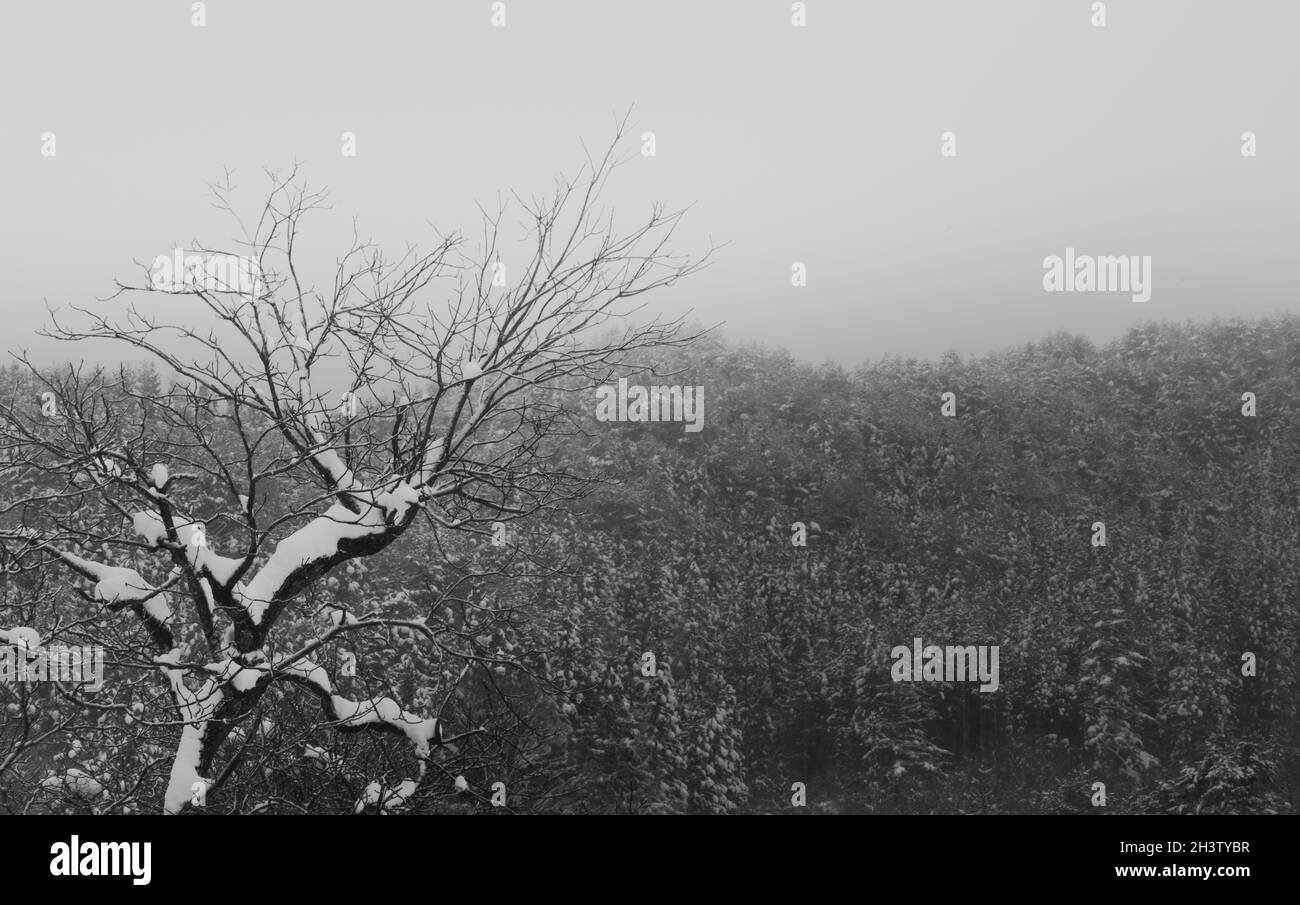 Un'astratta foto in bianco e nero del bosco che circonda la piccola valle montana che circonda Ouchi-Juku, situata nella prefettura di Fukushima, in Giappone. Foto Stock