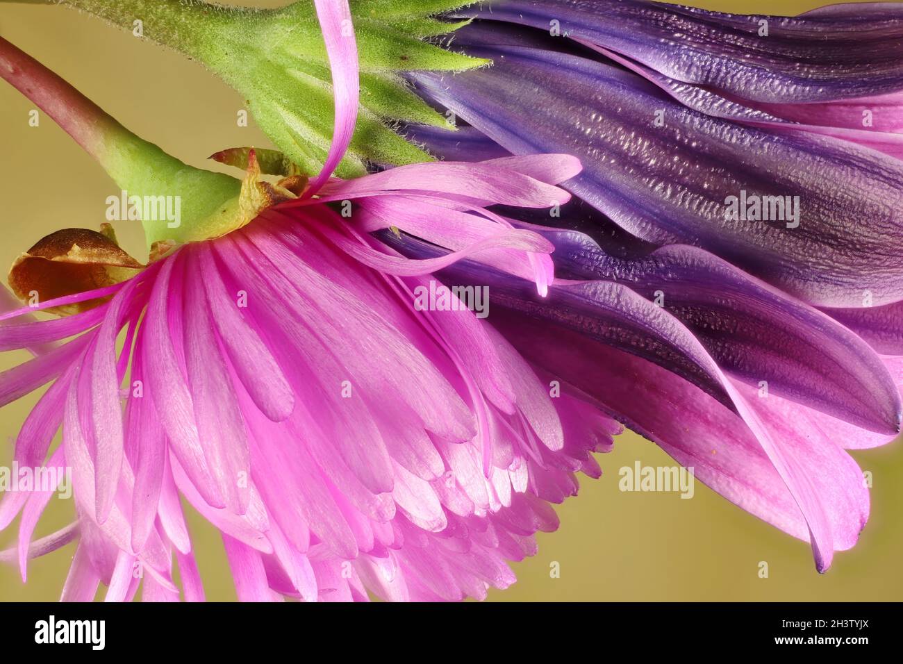 Macro vista di piante di ghiaccio isolate e fiori africani margheriti Foto Stock