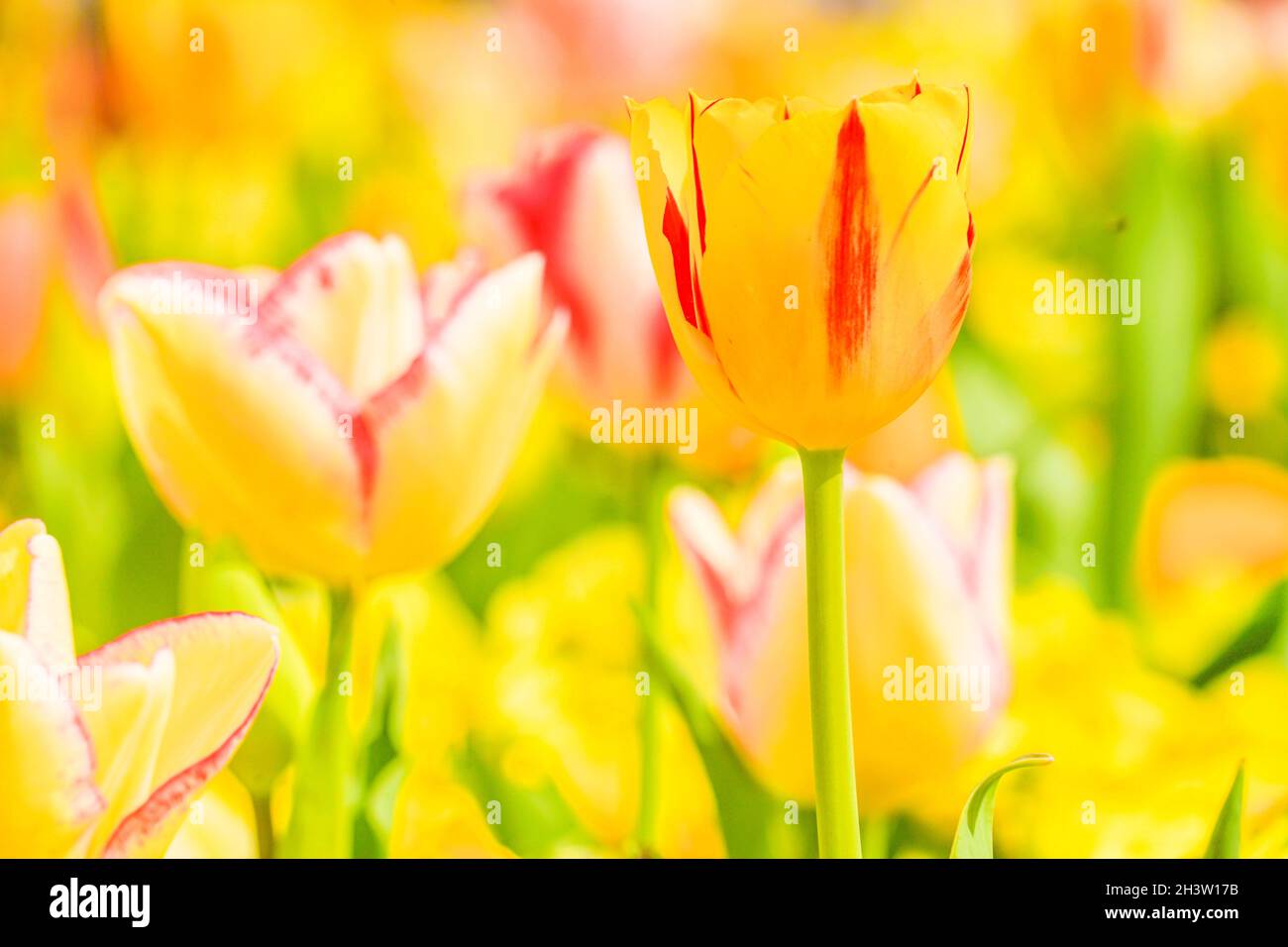 Immagine tulipano Foto Stock