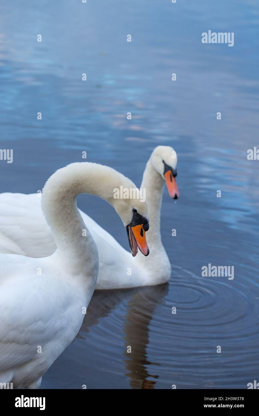 Mute Swans (Cygnus olor). Coppia unita. Uccello più vicino, maschio o pannocchia, con mandiboli di Bill aperti, in posizione moderatamente minacciosa, difensiva. Foto Stock