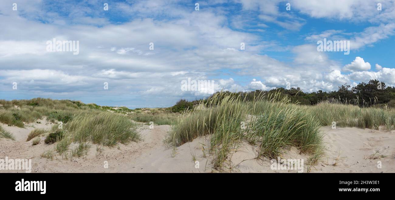 Vista panoramica di grandi dune di sabbia con erba palude e canne sotto un cielo blu con nuvole bianche di cumulo Foto Stock