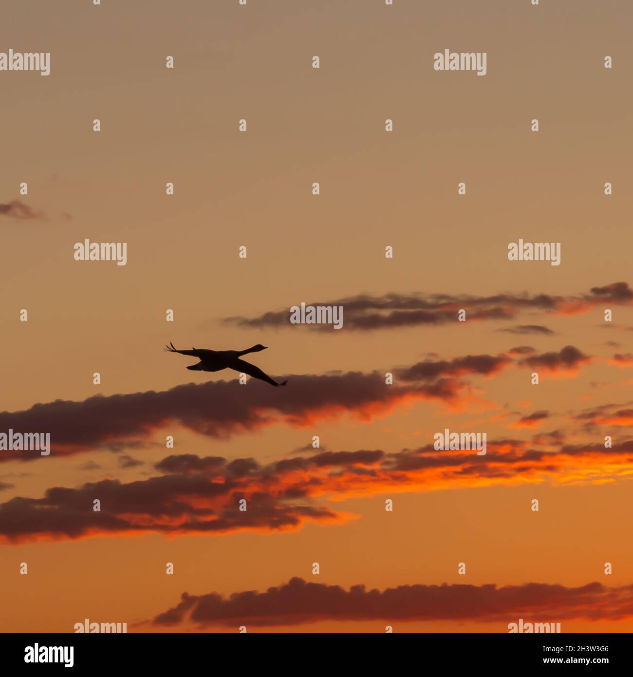 Un'oca solitaria è silhouetted mentre vola dalle nuvole del tramonto. Foto Stock