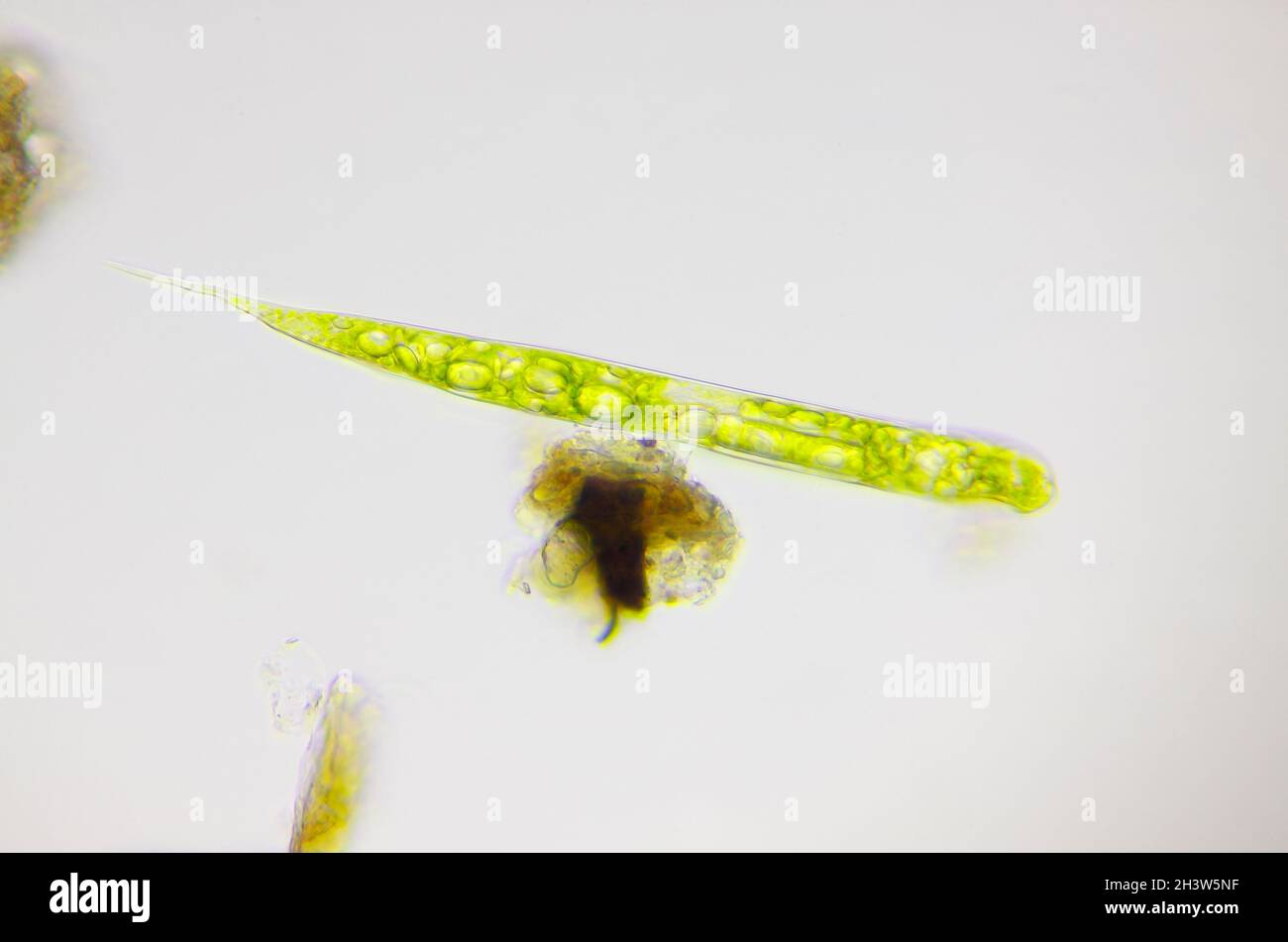 Vista microscopica dell'euglenoide (Lepocinclis). Illuminazione a campo chiaro. Foto Stock
