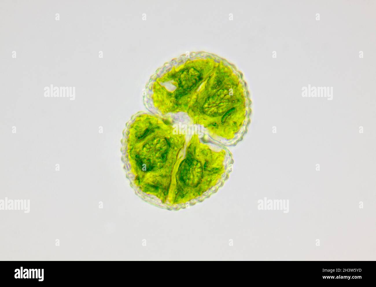 Vista microscopica della cellula di alghe verdi (Cosmarium). Illuminazione a campo chiaro. Foto Stock