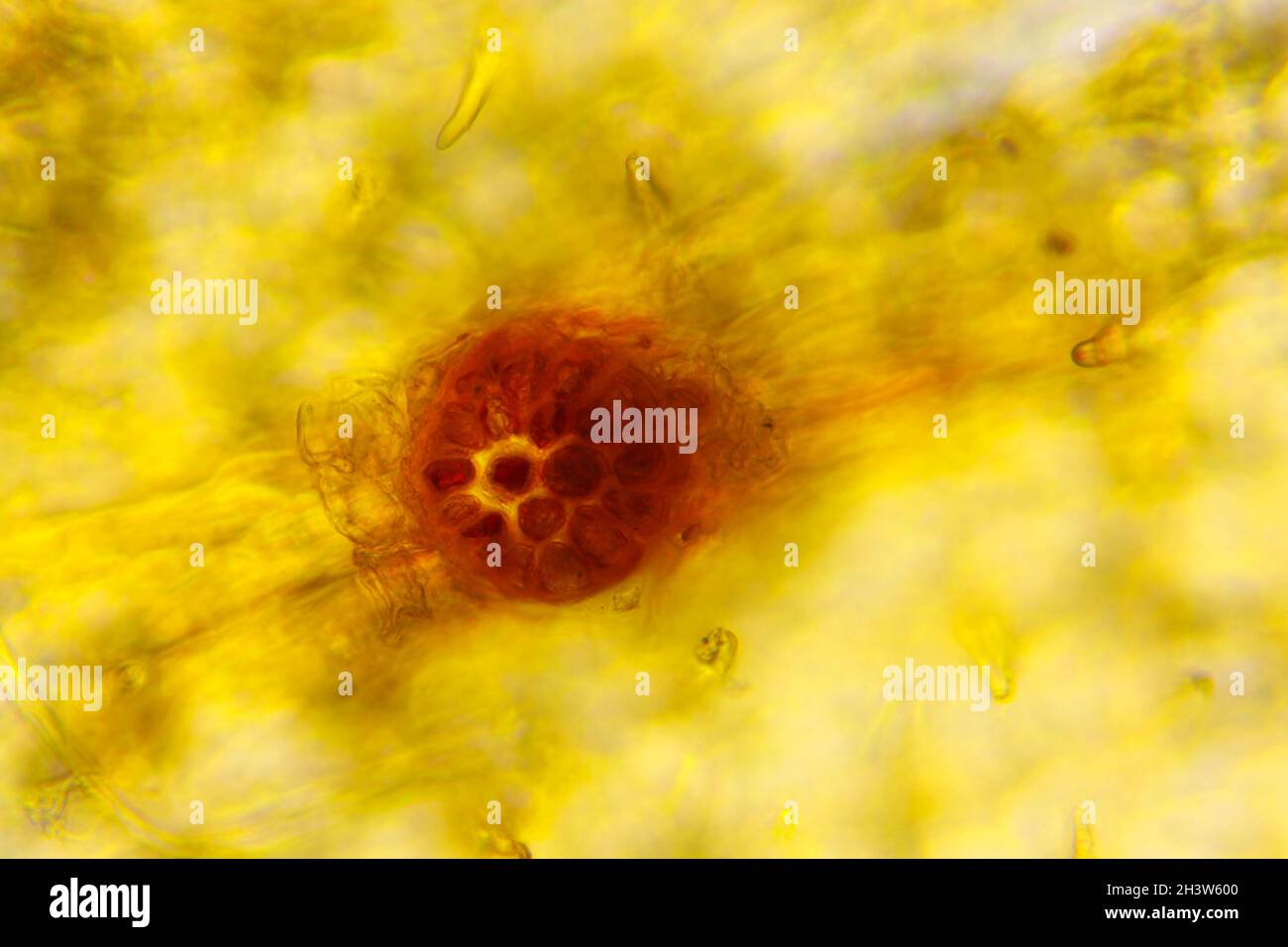 Vista microscopica del nocciolo comune (Corylus avellana) lenticello (vista dall'alto). Luce trasmessa. Illuminazione a campo chiaro. Foto Stock