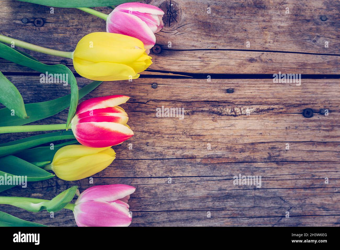 Disposizione di tulipani colorati su un rustico tavolo di legno, spazio di testo Foto Stock
