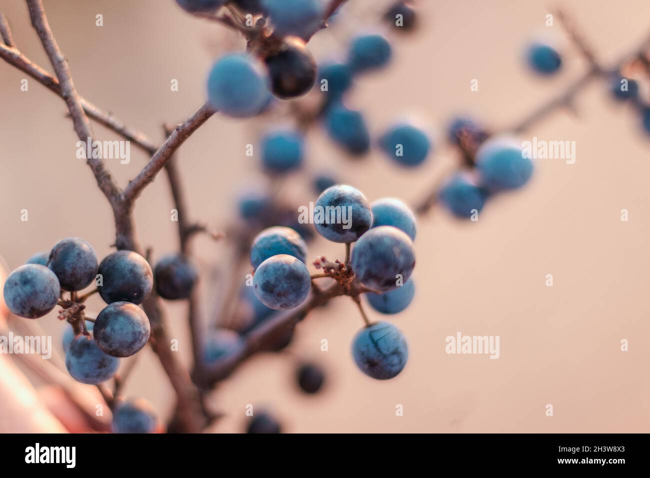 Nero selvatico. Bacche di nero blu sul ramo alla fine della caduta Foto Stock