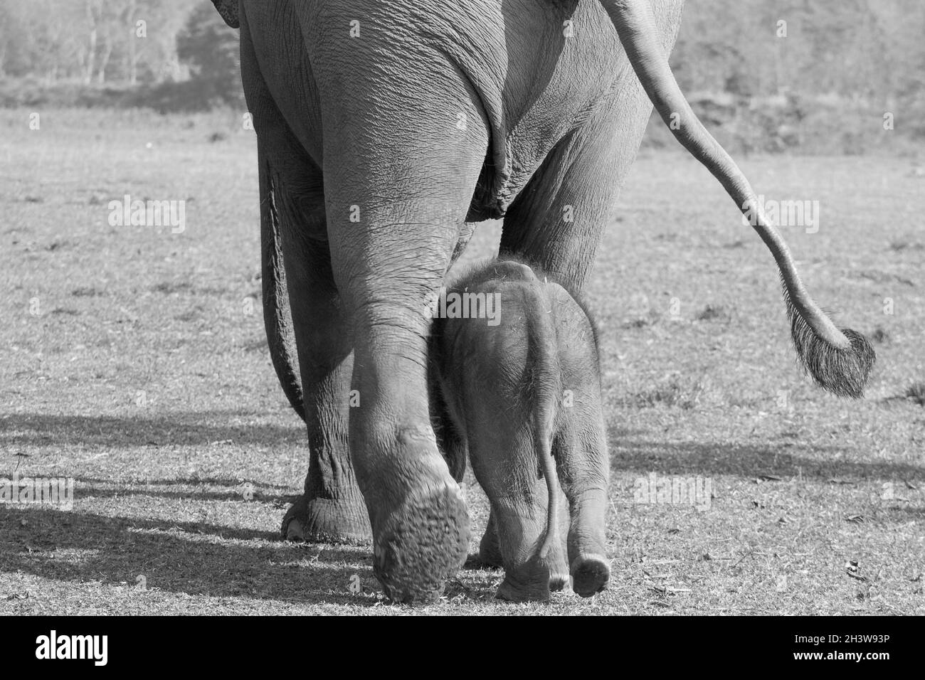 Una femmina elefante con il suo bambino che va per una passeggiata al Centro di allevamento degli elefanti a Sauraha, Nepal Foto Stock