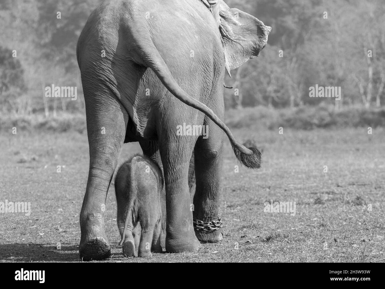 Una femmina elefante con il suo bambino che va per una passeggiata al Centro di allevamento degli elefanti a Sauraha, Nepal Foto Stock