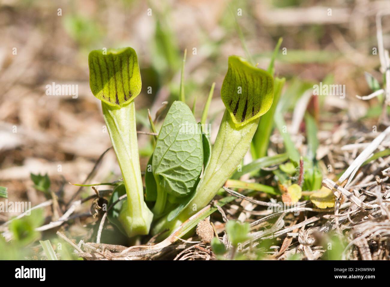 Aristolochia pallida, una specie tossica mediterranea di piante erbacee, pianta ospite di Zerynthia polyxena, e farfalla europea in pericolo. Foto Stock