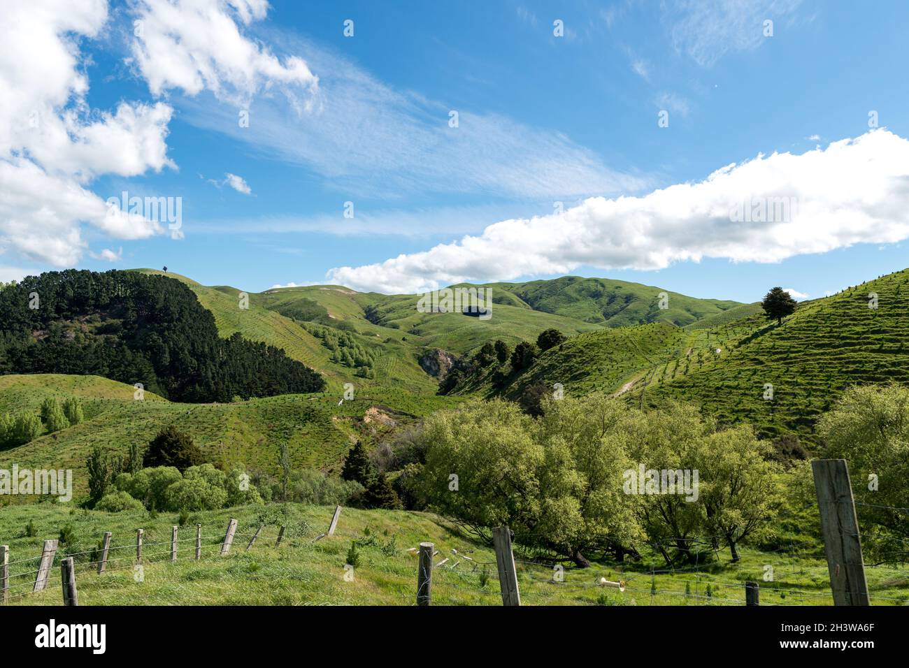 Tipica della Nuova Zelanda campagna di laminazione i campi agricoli dalla strada alla collina. Foto Stock