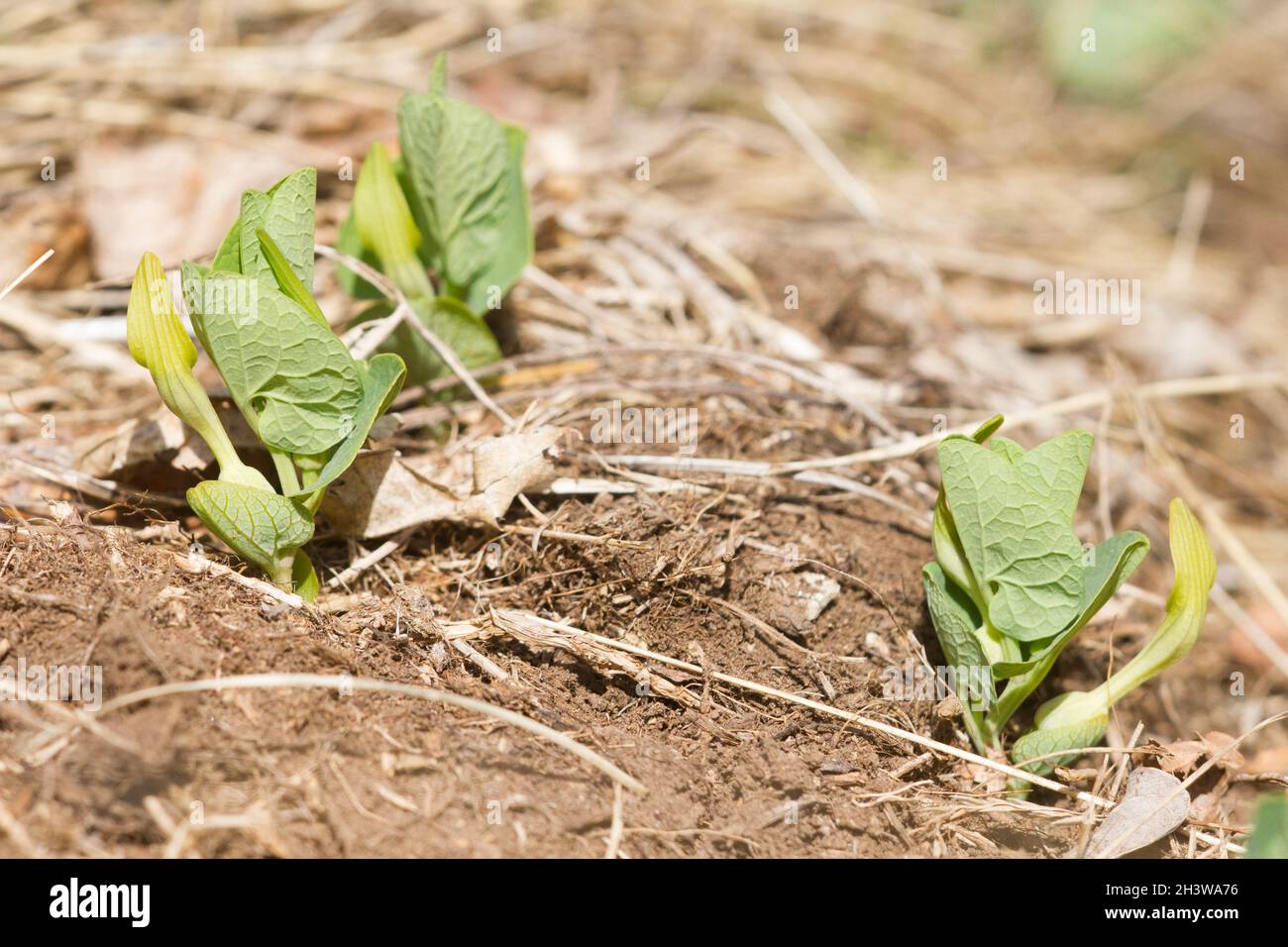Aristolochia pallida, una specie tossica mediterranea di piante erbacee, pianta ospite di Zerynthia polyxena, e farfalla europea in pericolo. Foto Stock
