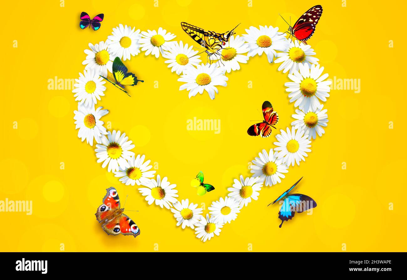 Forma del cuore fatta da camomilla bianco daisy fiori e farfalle Foto Stock