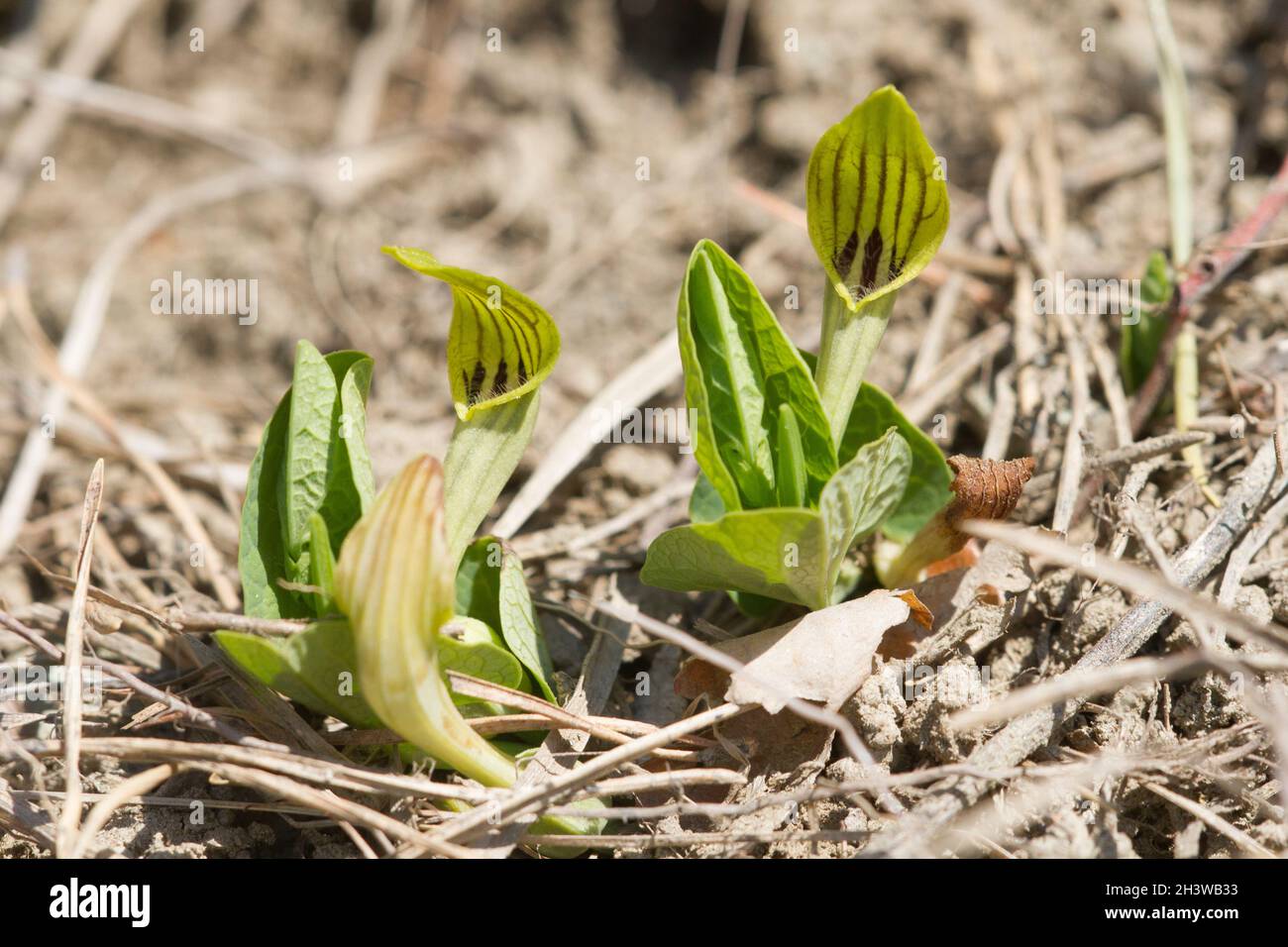 Aristolochia pallida, una specie tossica mediterranea di piante erbacee, pianta ospite di Zerynthia polyxena, e farfalla europea in pericolo. Foto Stock