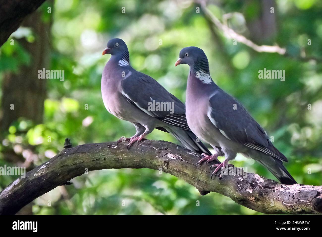 Due piccioni di legno (Columba Palumbus). Foto Stock