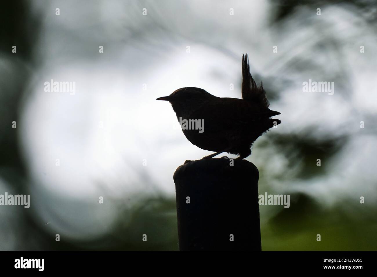 Silhouette di un wren (Troglodytes troglodytes). Foto Stock