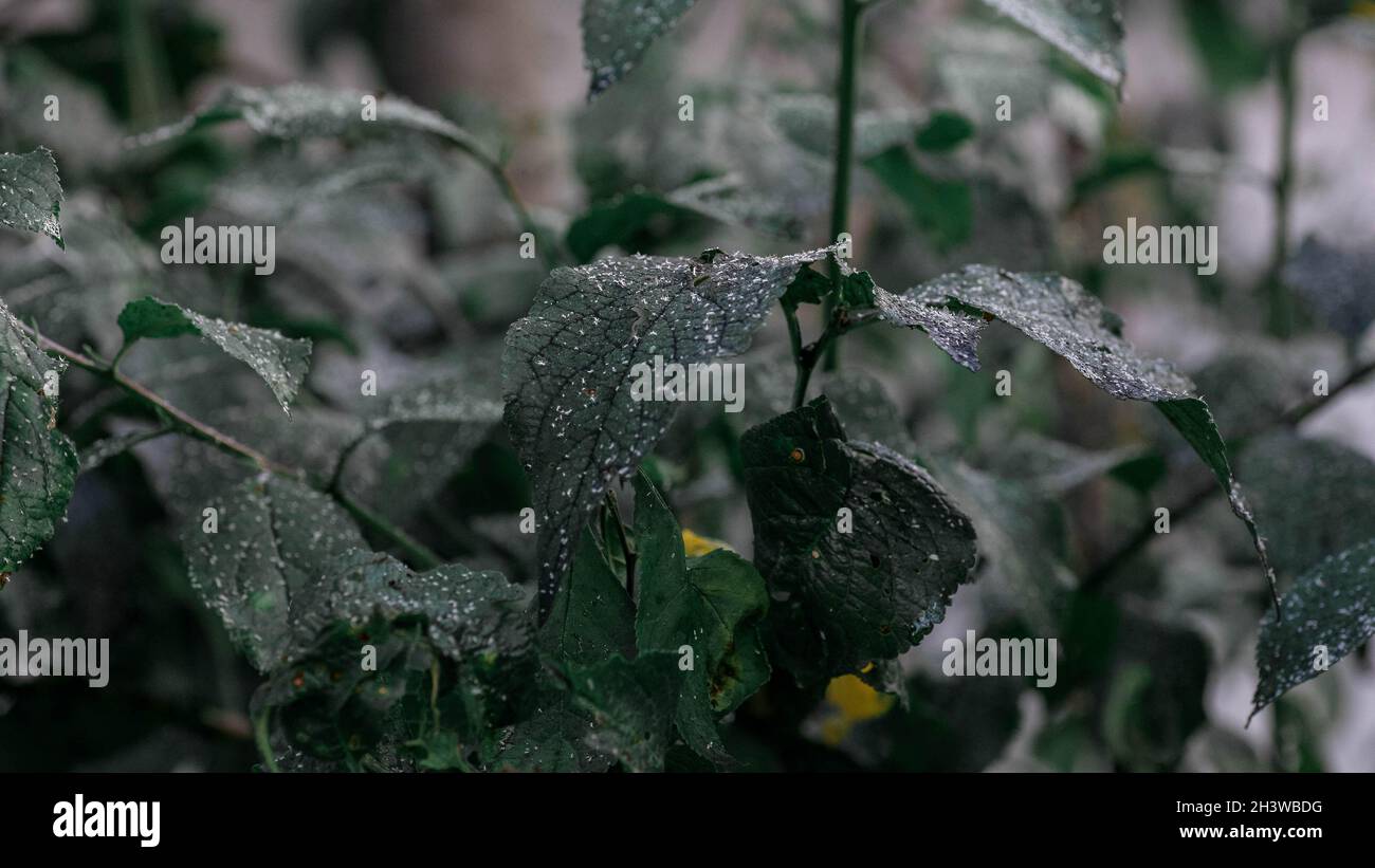 Afidi foglia danneggiata da parassiti e malattie. La colonia di Aphidoidea danneggia gli alberi nel giardino mangiando le foglie. Pericoloso peste di piante coltivate che mangiano succo vegetale. Foto Stock