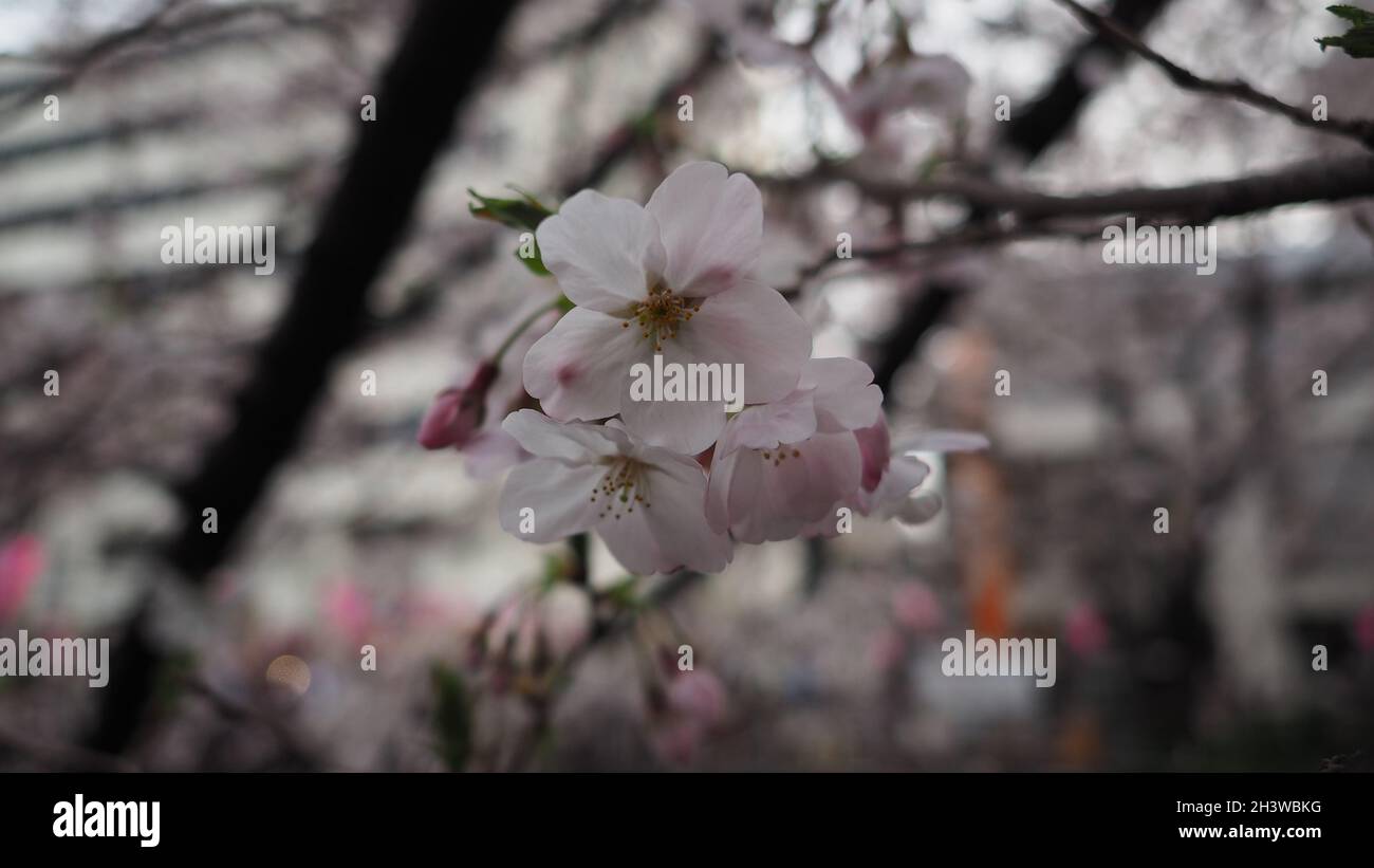 Fiori di ciliegio bianco. Sakura alberi piena fioritura a Meguro Ward Tokyo Giappone da marzo ad aprile. Ciliegio fiore alberi pieno fiore sono perfetti per la sightse Foto Stock