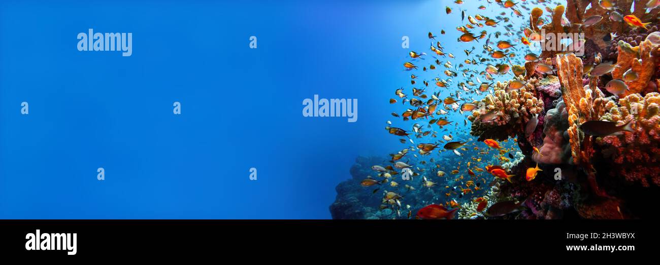Rosso mare barriera corallina paesaggio con coralli e pesci damigella sfondo banner Foto Stock