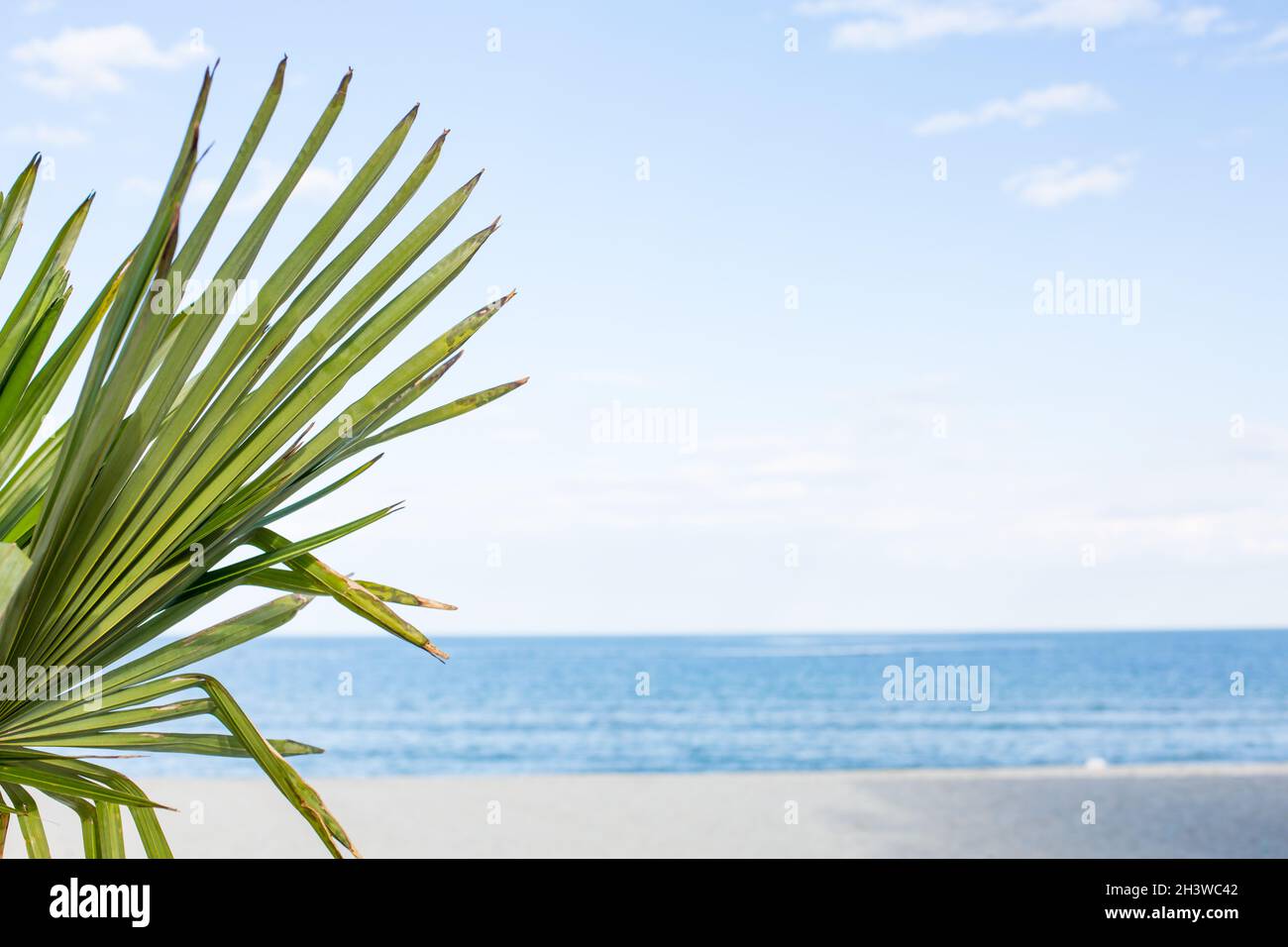 Foglia di palma su cielo blu e sfondo marino Foto Stock