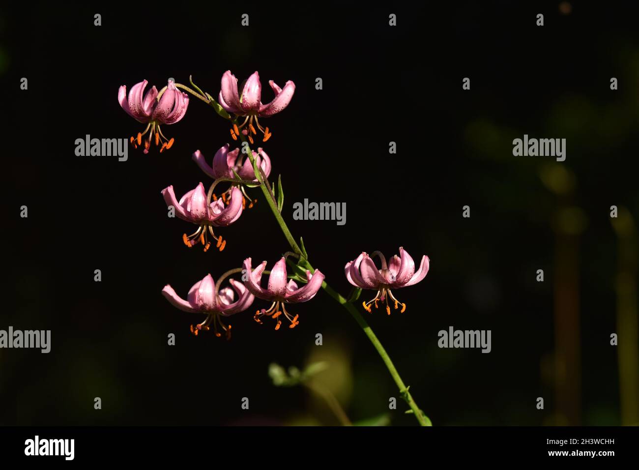 TÃ¼rkenbundliliy Foto Stock