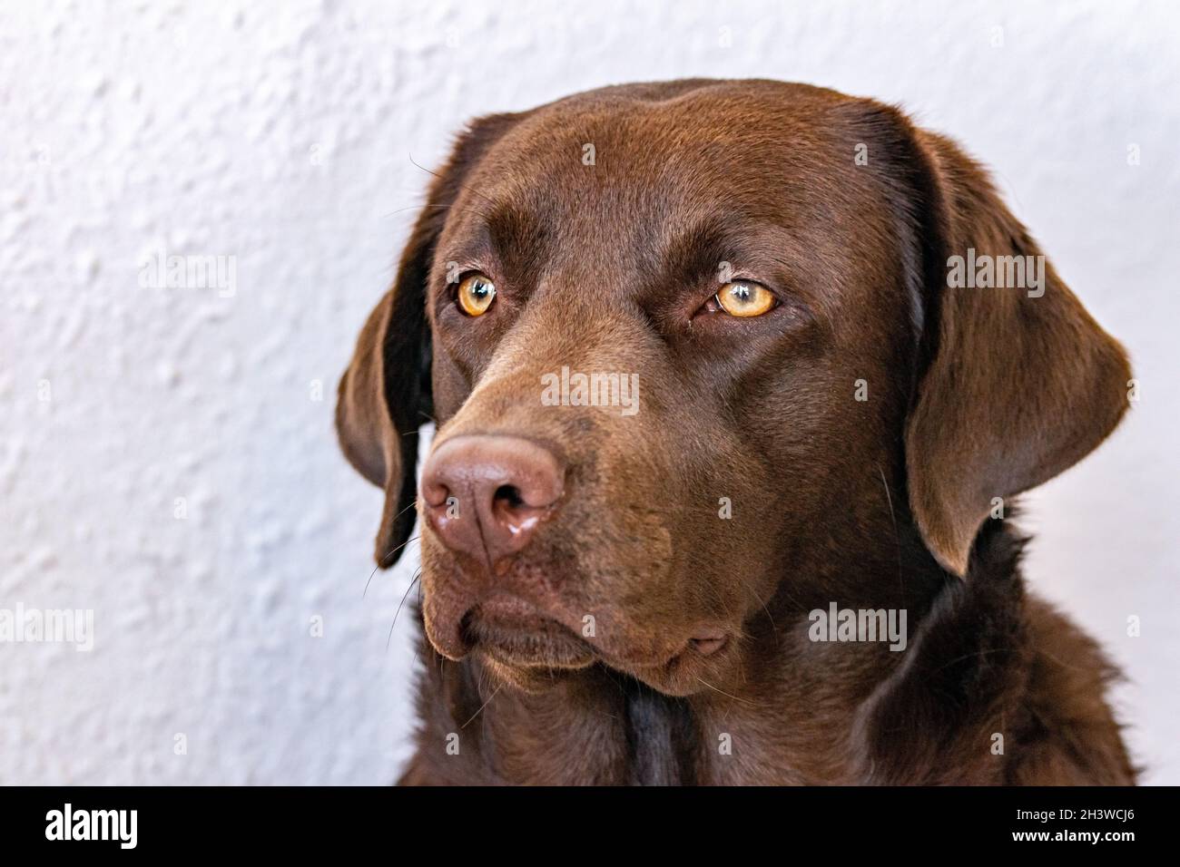 Un ritratto in primo piano di un cane Labrador al cioccolato che guarda in lontananza con uno sfondo bianco Foto Stock