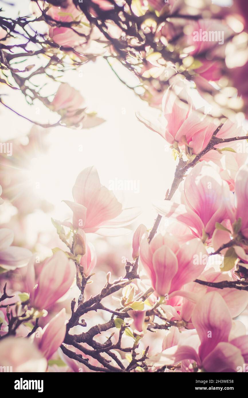 Albero di Magnolia fiorisce in primavera Foto Stock