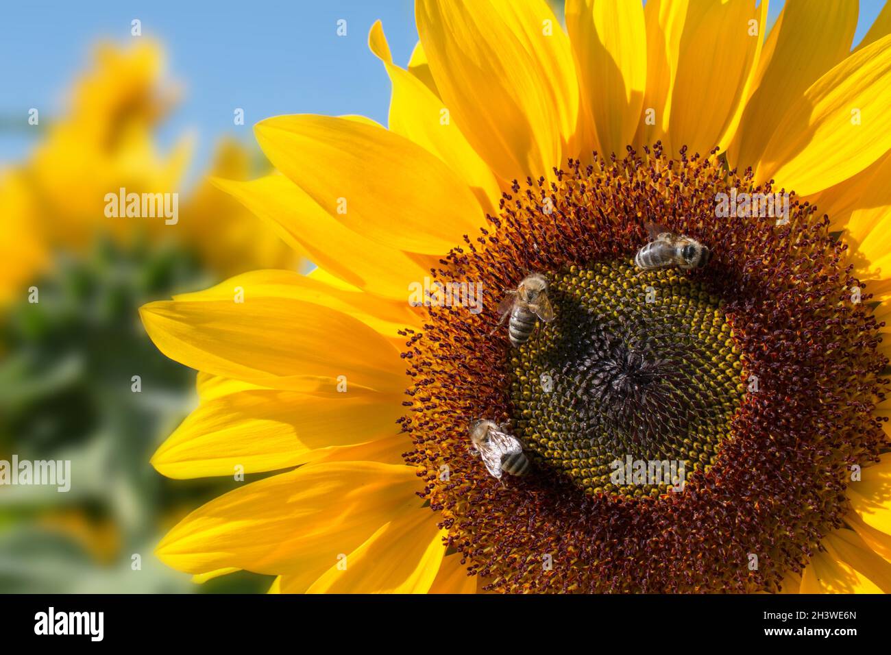 Fiori di girasoli fioriti con api in estate, cielo blu Foto Stock