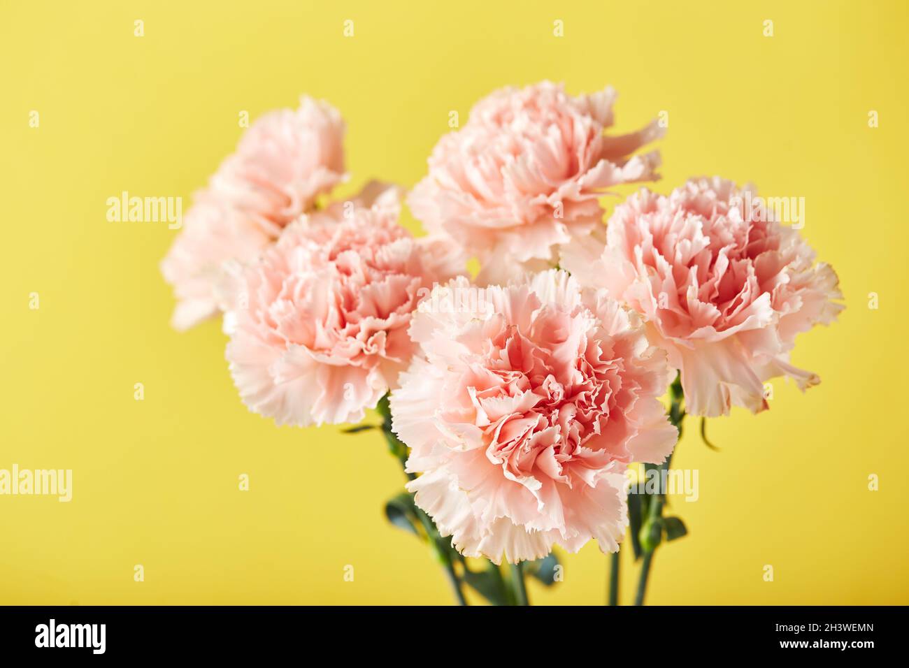 Bouquet di garofani rosa. Design concetto di saluto vacanza con bouquet garofano su sfondo giallo Foto Stock