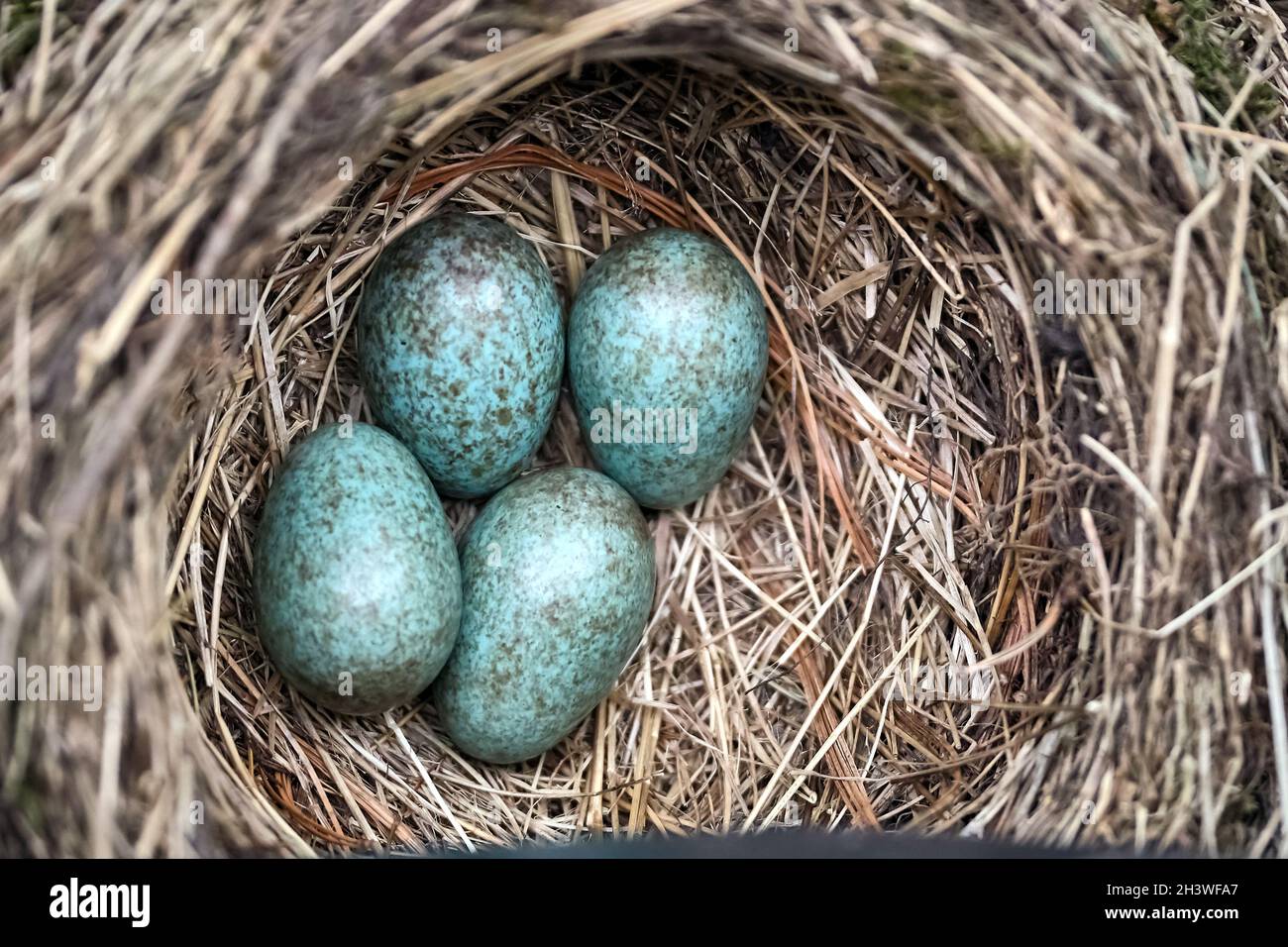 Frizione di un uccello nero (Turdus merula). Foto Stock