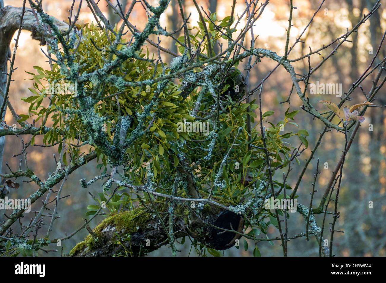 Misteln, Mistelzweige Schmarotzer an einem Apfelbaum im Winter Foto Stock