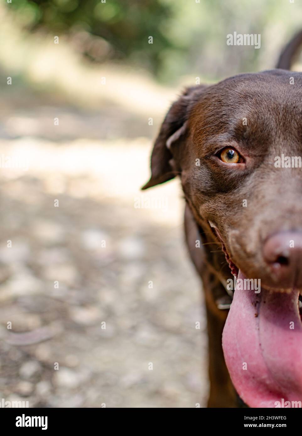 un'immagine in primo piano mezzo ritratto di un cane labrador cioccolato durante una passeggiata Foto Stock