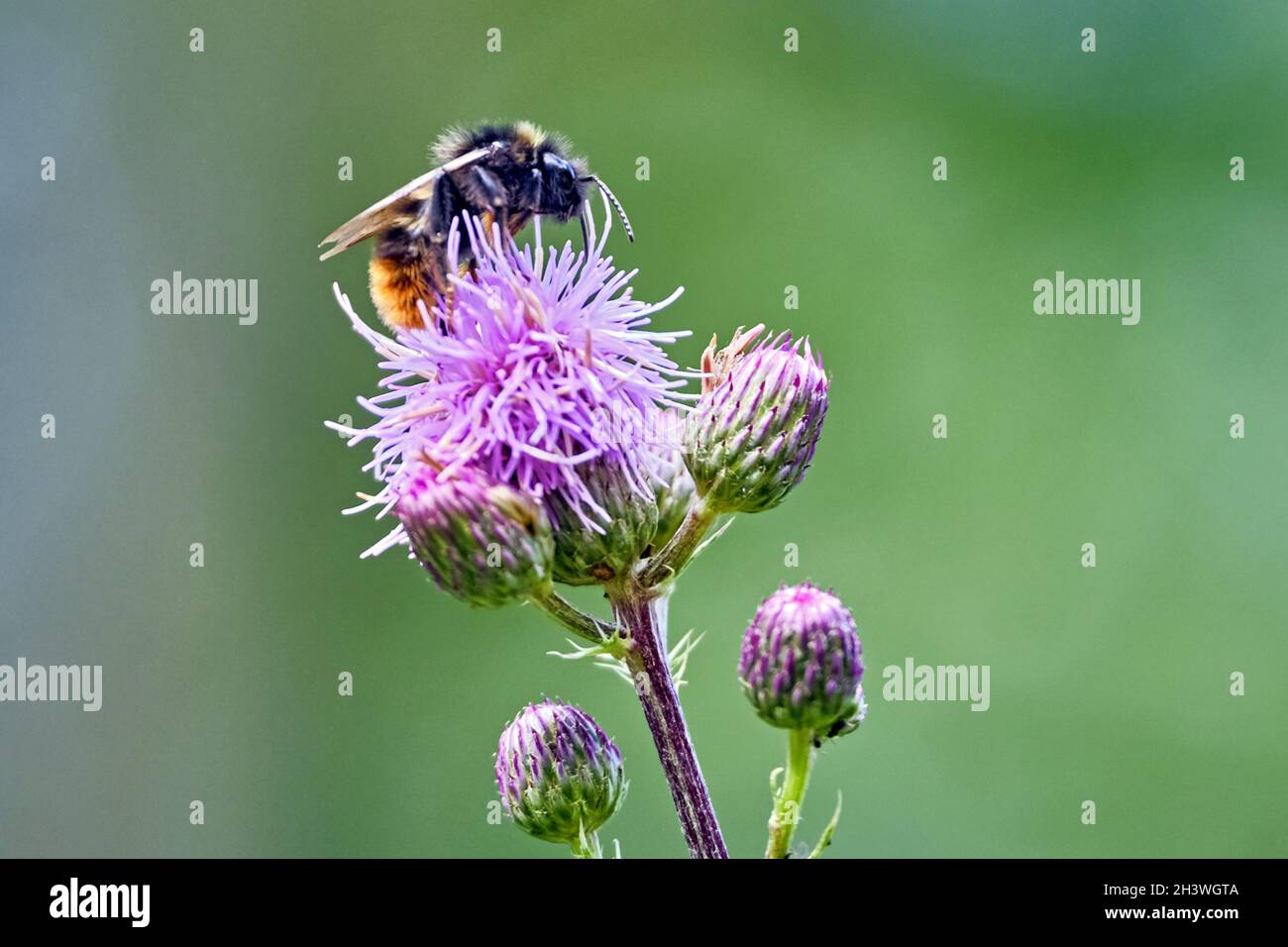 Hummel ( Bombus ). Foto Stock