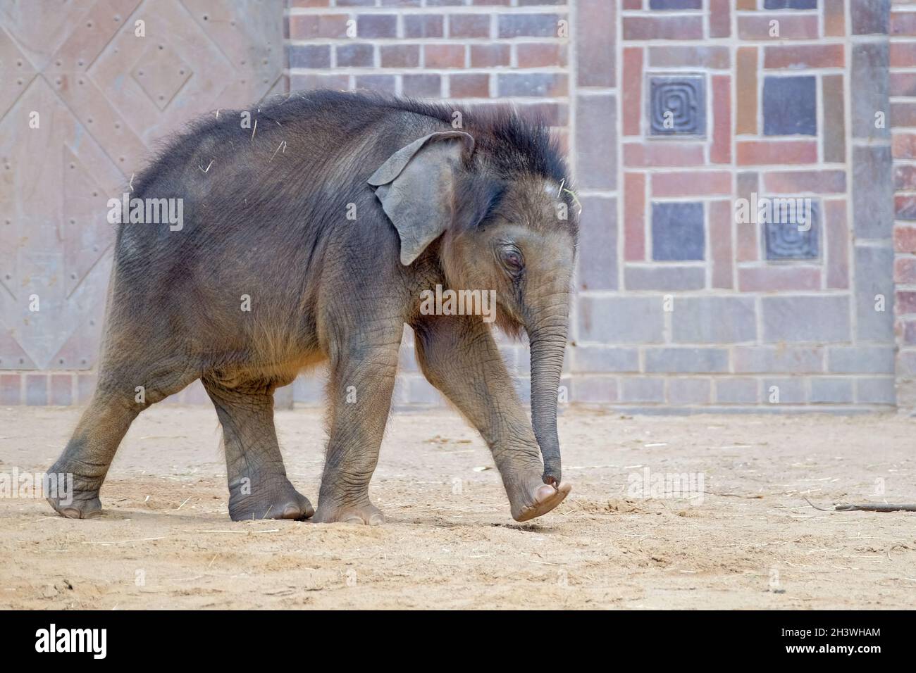 Elefante asiatico (Elephas maximus indicus) . Foto Stock