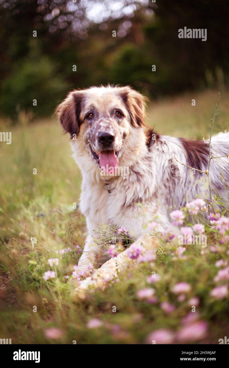 Grande cane sdraiato in fiori rosa e sorridente Foto Stock