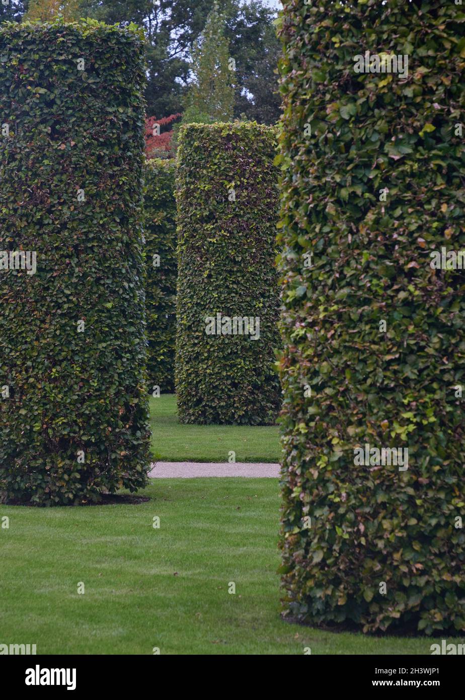 Alte colonne scultoree di faggi, rifilate in modo ordinato visto in piedi nel prato a RHS Wisley. Foto Stock