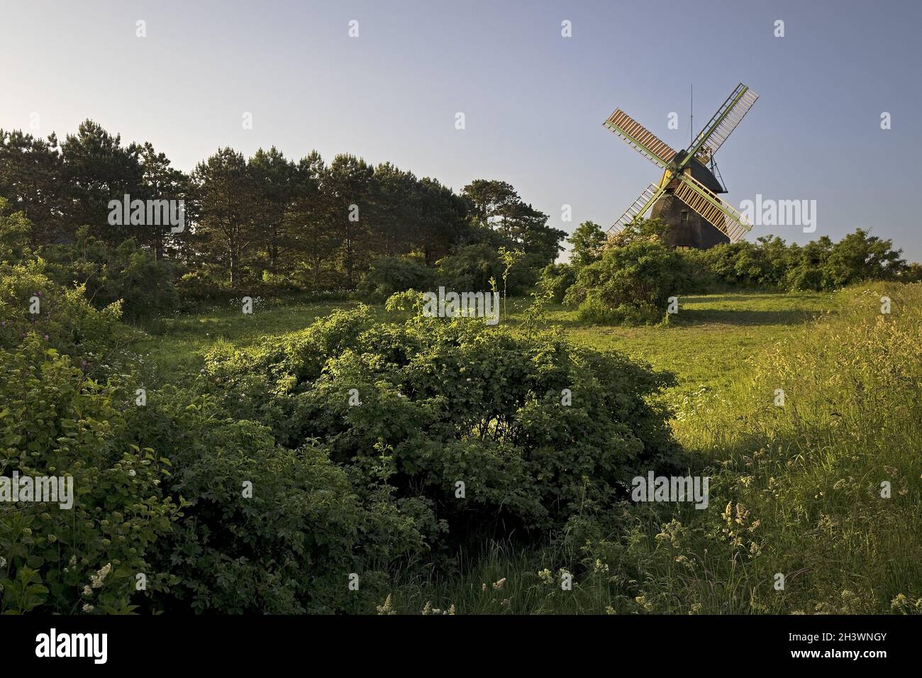 Paesaggio con mulino a vento del tipo Kellerhollaender, Nebel, isola di Amrum, Germania, Europa Foto Stock