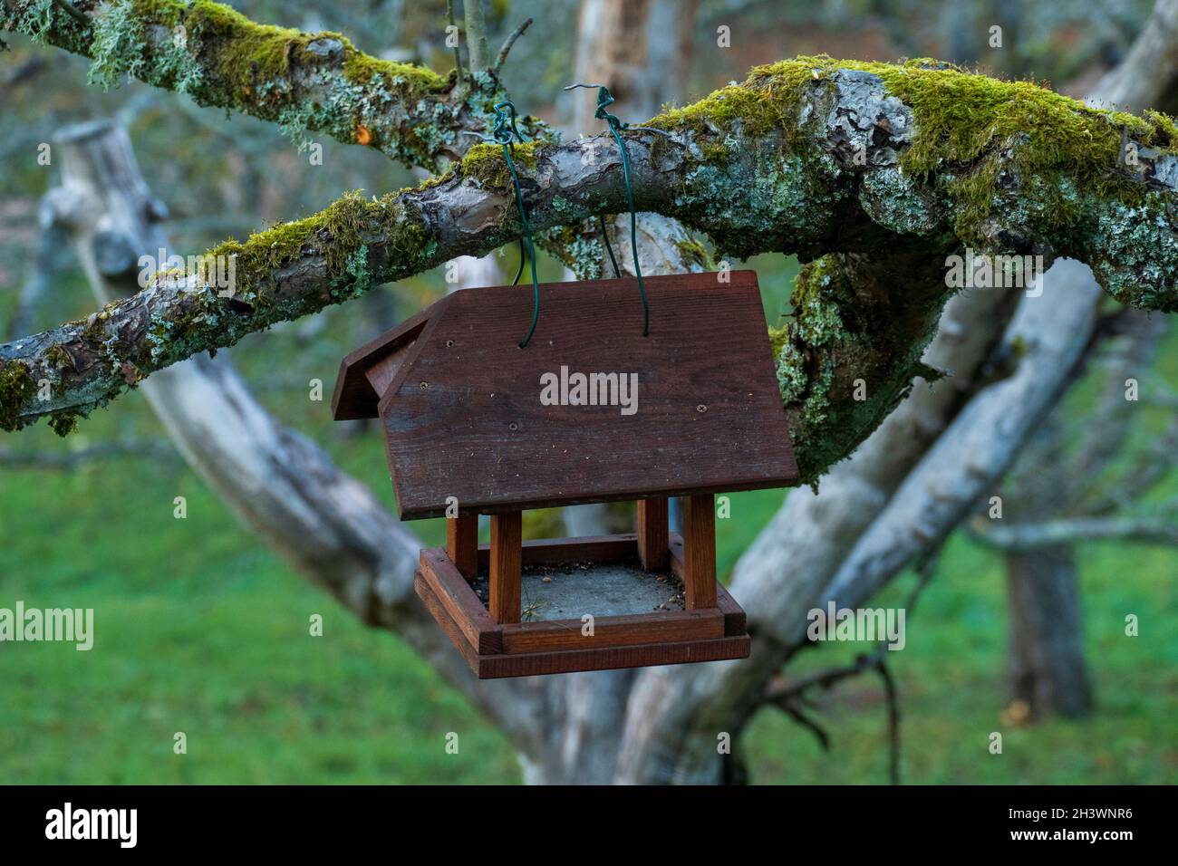 Vogelhaus hängt an einem Baum im Winter Foto Stock