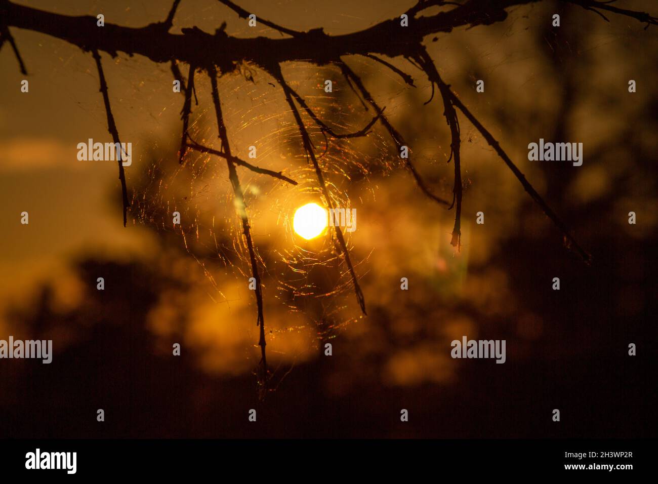 Ragnatela su ramo d'albero in silhouette paesaggio tramonto. Foto Stock