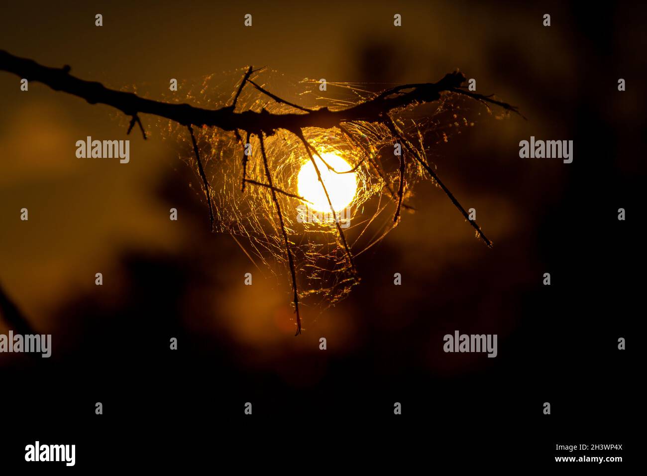 Ragnatela su ramo d'albero in silhouette paesaggio tramonto. Foto Stock