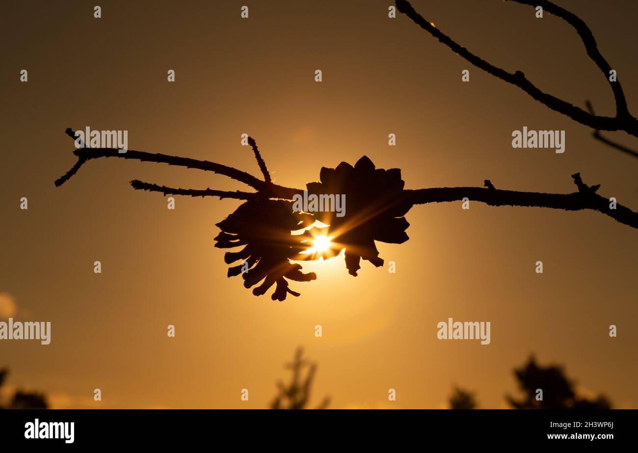 Coni di pino su ramo di albero in silhouette paesaggio tramonto. Foto Stock