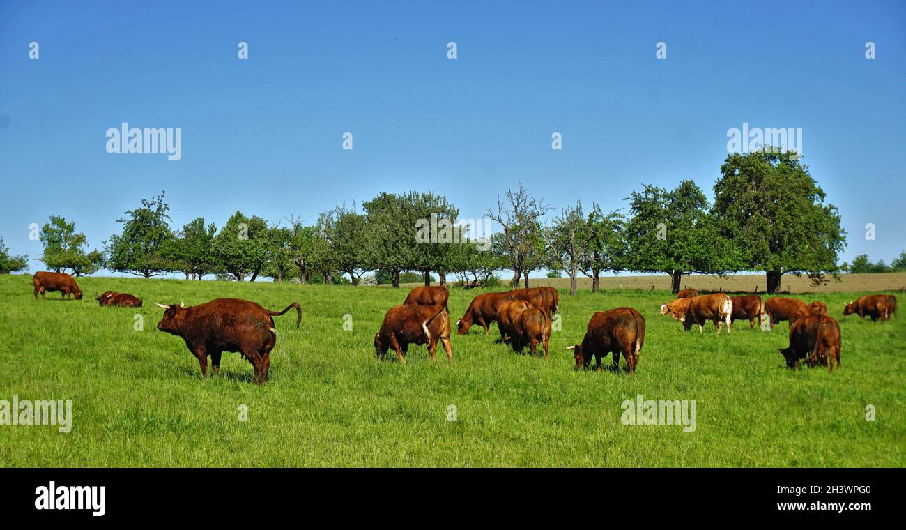 Bestiame da pascolo, mandria di vacche, Foto Stock