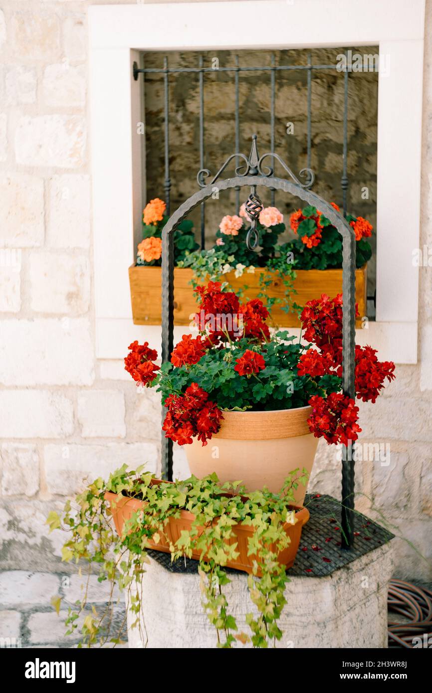 Geranio rosso fiori di pelargonio in un grande vaso vicino alla finestra con una griglia di metallo. Foto Stock
